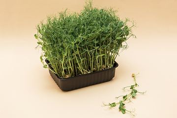 Image showing Micro greens sprouts of peas