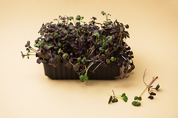 Image showing Micro greens sprouts of peas