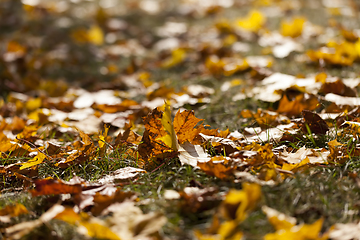 Image showing autumn yellow foliage