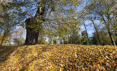 Image showing Park with trees