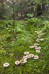 Image showing fairy ring in a forest