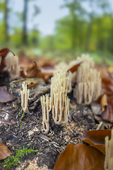 Image showing coral fungi closeup