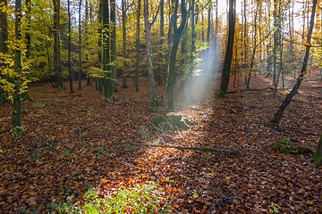 Image showing sunbeam in a forest