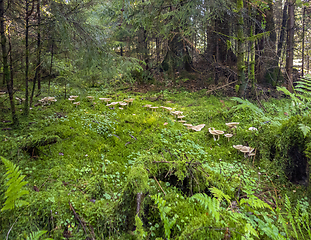 Image showing fairy ring in a forest