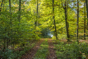 Image showing idyllic forest scenery at autumn time