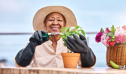 Image showing Agriculture, senior and black woman with plant in garden and happiness outdoor in nature for spring, flowers and growth. Smile, person and leaves in backyard of home for vegetable care or gardening