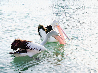 Image showing Australian Wildlife - Pelicans  fishing on lake