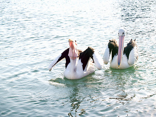 Image showing Australian Wildlife - Pelicans catching food on lake