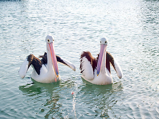 Image showing Wildlife - Two pelicans fishing for food 