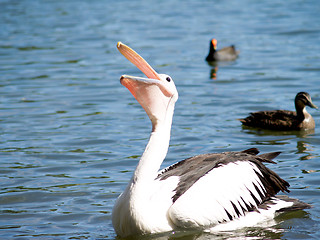 Image showing Australian Wildlife - Pelican catching  food on lake