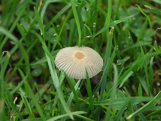 Image showing Mushroom