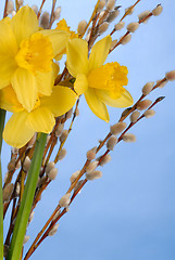 Image showing Daffodils on Blue