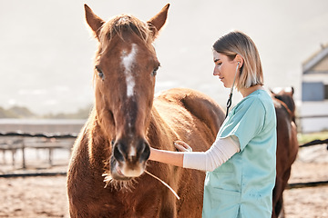 Image showing Horse doctor, stethoscope and listen at farm for health, care and inspection of animal in nature. Vet, nurse woman and equine healthcare expert in sunshine, countryside or help to check for wellness