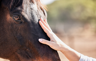 Image showing Woman, hand and touching horse in nature outdoor for bonding and relax on farm, ranch or countryside. Animal, person and feeling stallion for freedom, adventure or vacation in summer with care