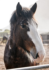 Image showing Calm, horse and portrait on farm outdoor in countryside or nature in summer with animal in agriculture or environment. Stallion, pet or mare pony at stable fence for equestrian riding or farming