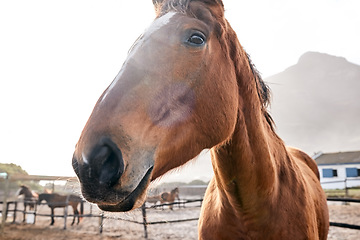 Image showing Horse, closeup and portrait outdoor on farm, countryside or nature in summer with animal in agriculture or environment. Stallion, pet or mare pony at stable fence for equestrian riding or farming