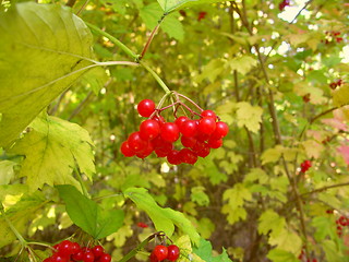 Image showing Berries