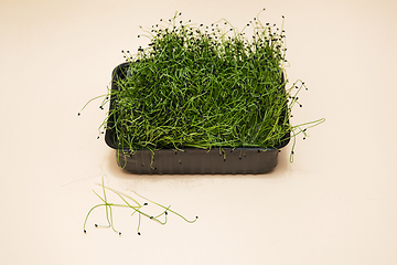 Image showing Micro greens sprouts of amaranth