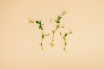 Image showing Micro greens sprouts of peas