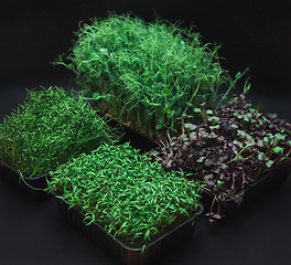 Image showing Micro greens sprouts