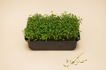 Image showing Micro greens sprouts of amaranth