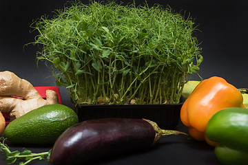 Image showing Micro greens sprouts