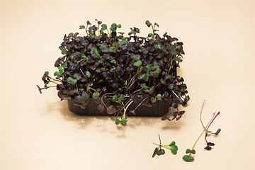 Image showing Micro greens sprouts of peas