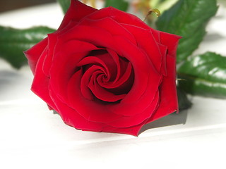 Image showing Red rose