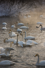 Image showing Whooper swans swimming in the lake