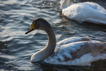 Image showing Whooper swans swimming in the lake