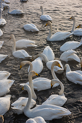 Image showing Whooper swans swimming in the lake