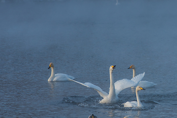 Image showing Whooper swans swimming in the lake