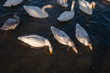 Image showing Whooper swans swimming in the lake