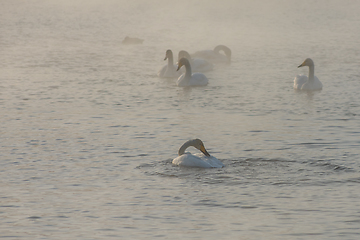 Image showing Whooper swans swimming in the lake