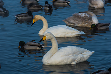 Image showing Whooper swans swimming in the lake