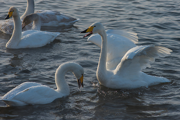 Image showing Whooper swans swimming in the lake