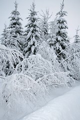 Image showing Winter landscape