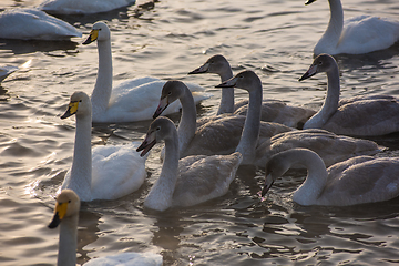 Image showing Whooper swans swimming in the lake