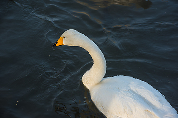 Image showing Whooper swans swimming in the lake