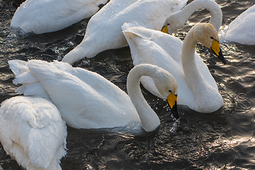 Image showing Whooper swans swimming in the lake