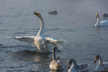 Image showing Whooper swans swimming in the lake