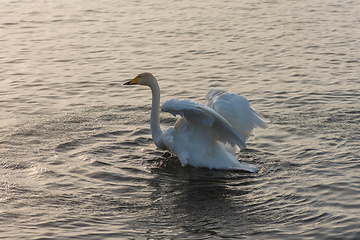 Image showing Whooper swans swimming in the lake