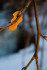 Image showing Autumn leaf in winter