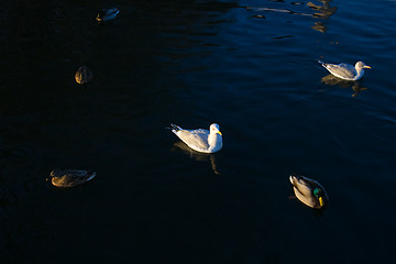 Image showing Seagulls