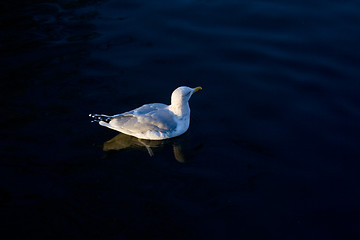 Image showing Seagull