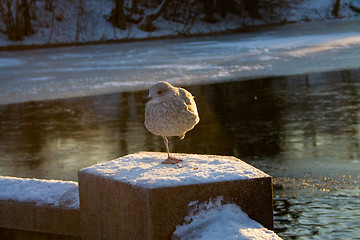 Image showing Seagull