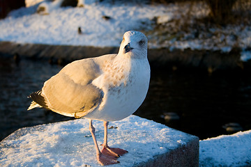 Image showing Seagull