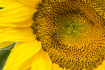 Image showing annual sunflower , close-up