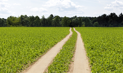 Image showing a road paved on the sand