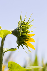 Image showing sunflowers, territory of Eastern Europe